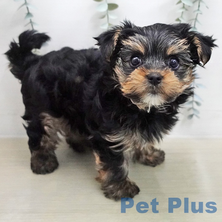 ヨークシャー・テリアの写真2