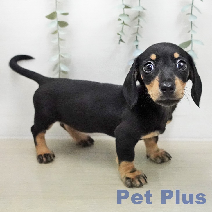 ミニチュア・ダックスフンド