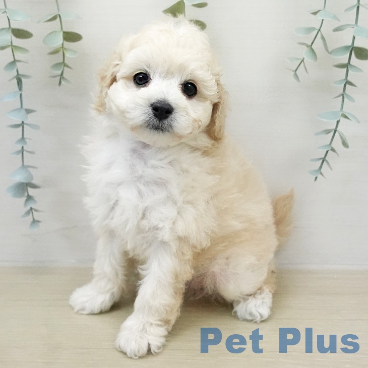 トイ・プードル