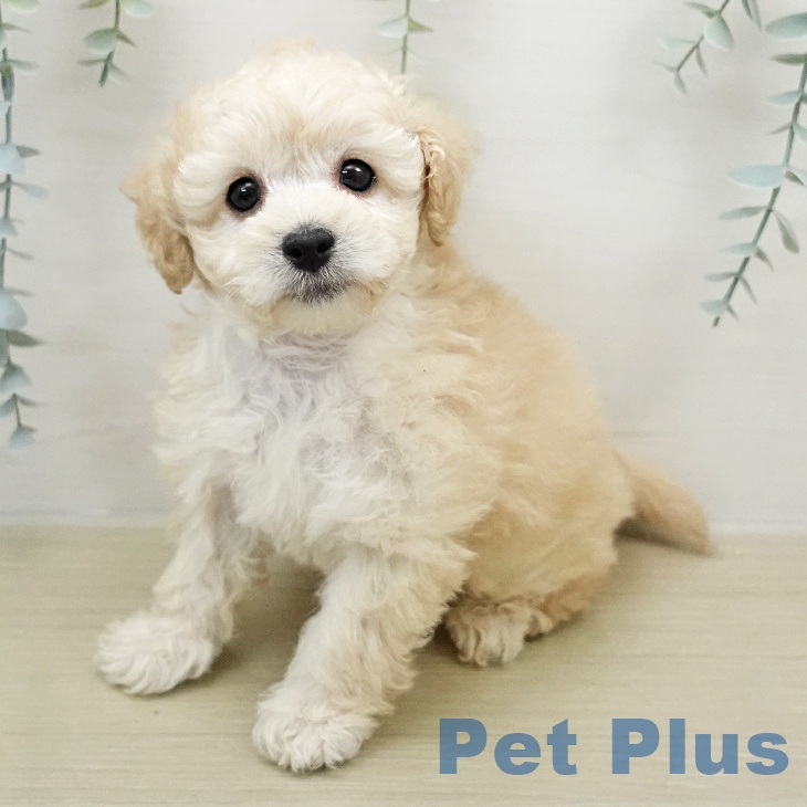 トイ・プードル