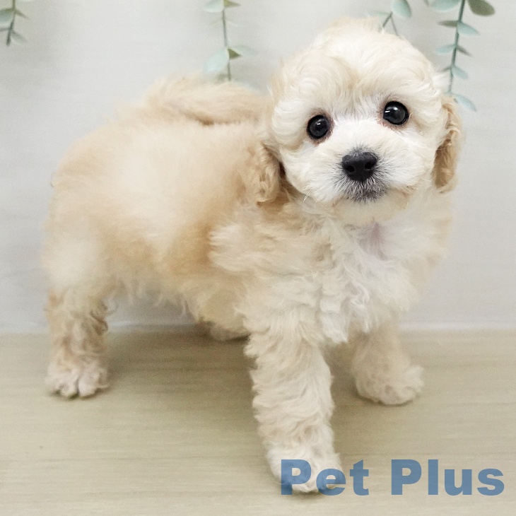 トイ・プードル