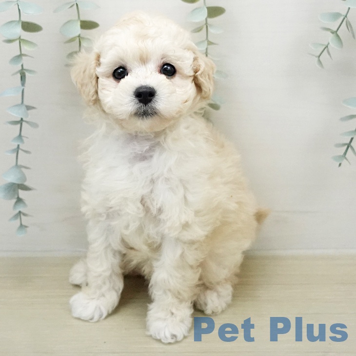 トイ・プードル