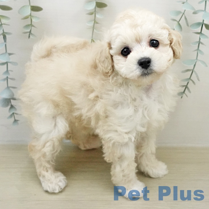 トイ・プードルの写真2