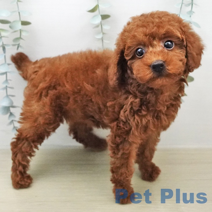 トイ・プードルの写真2