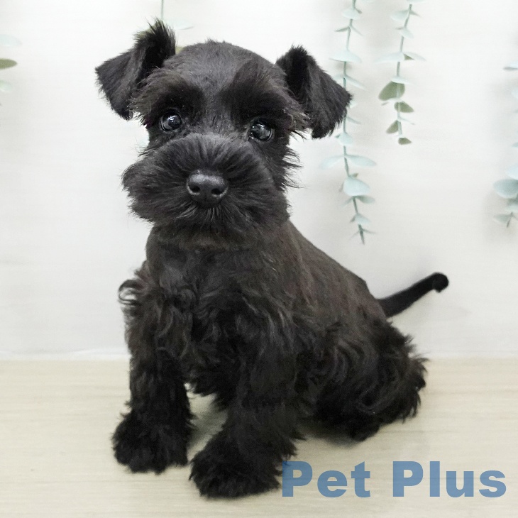 ミニチュア・シュナウザー