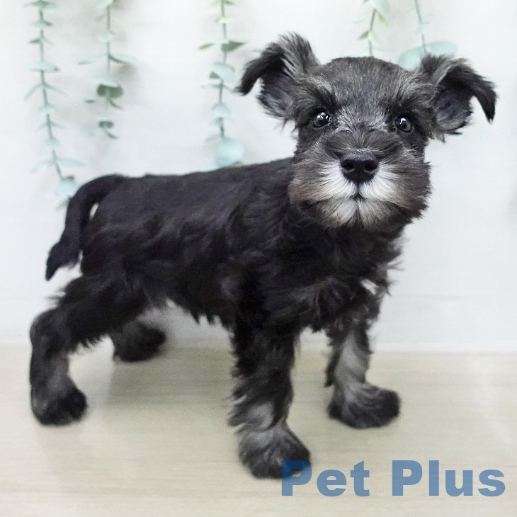 ミニチュア・シュナウザー