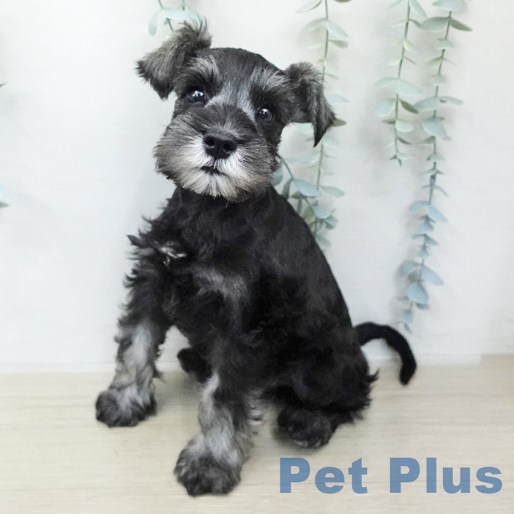 ミニチュア・シュナウザー