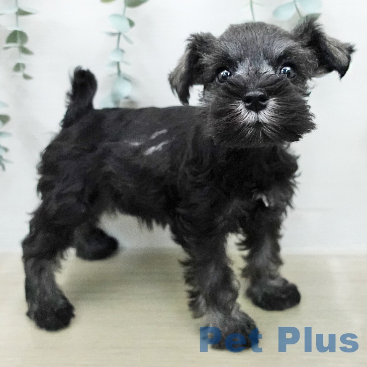 ミニチュア・シュナウザーの写真2