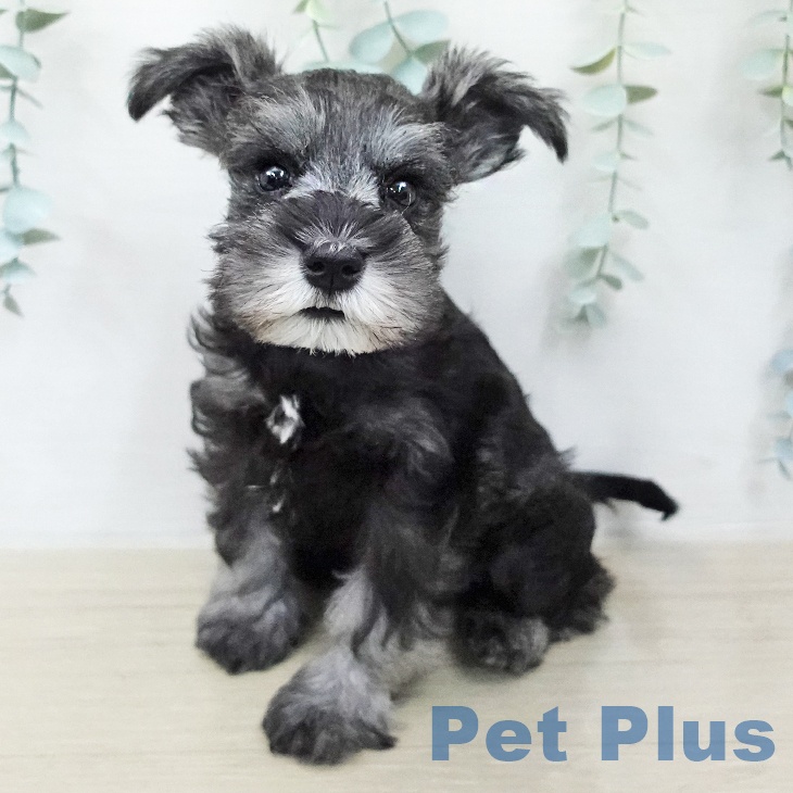 ミニチュア・シュナウザー