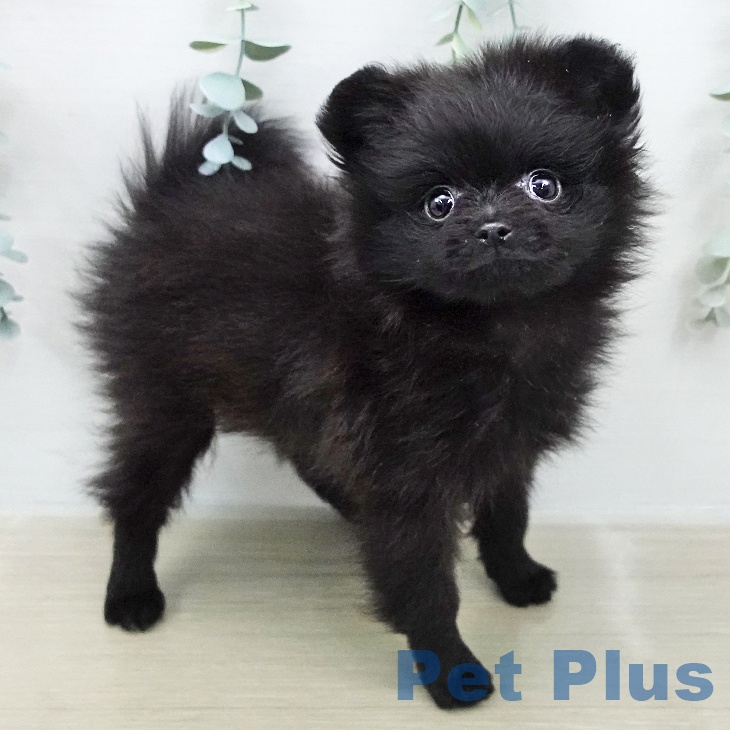 ポメラニアンの写真2