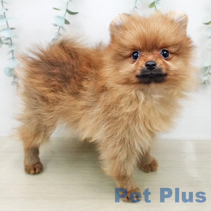ポメラニアンの写真2