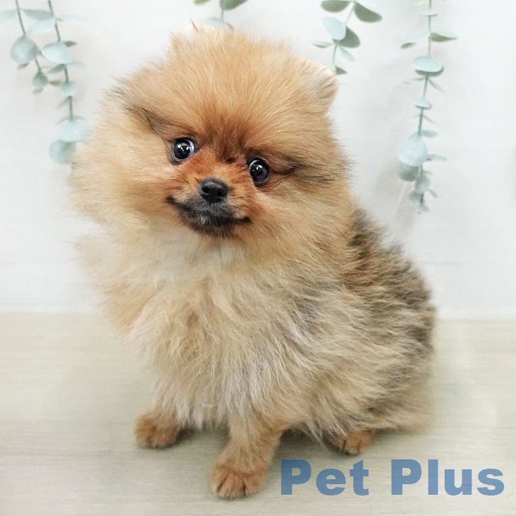 ポメラニアン