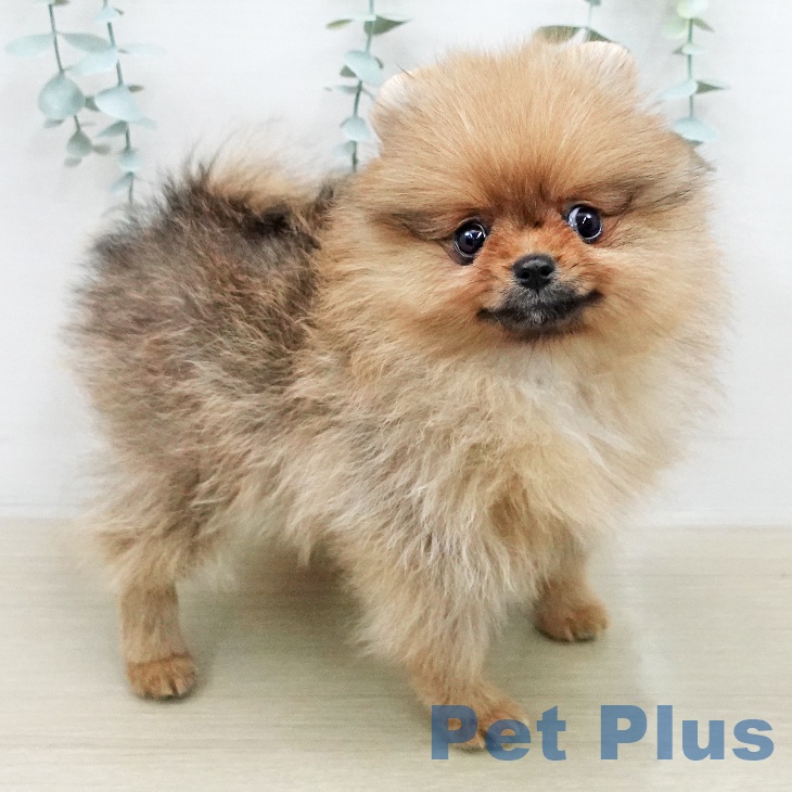 ポメラニアンの写真2