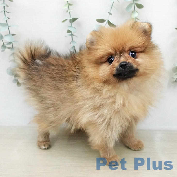 ポメラニアンの写真2