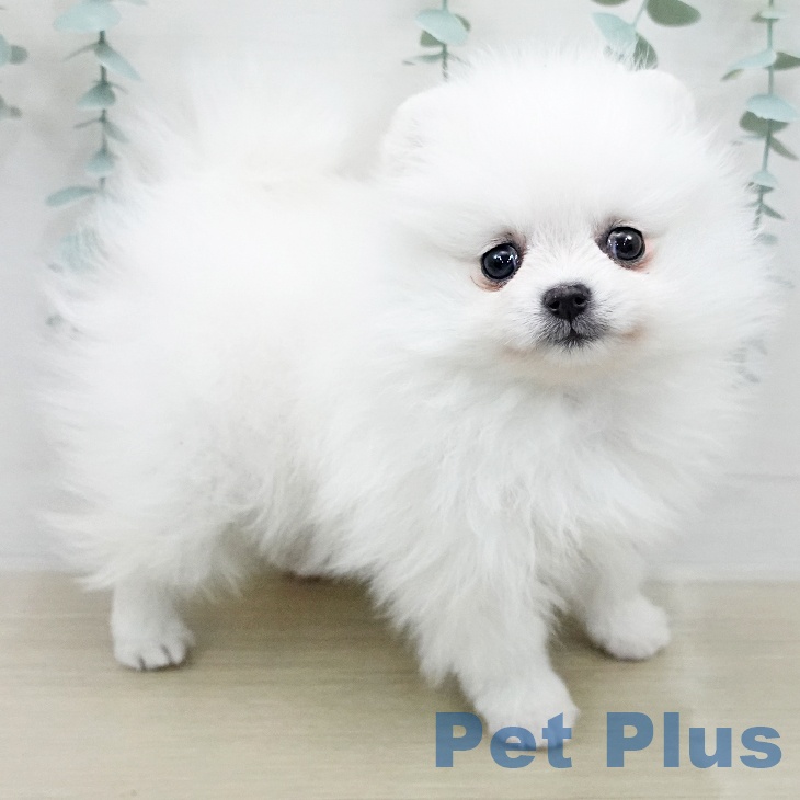 ポメラニアンの写真2