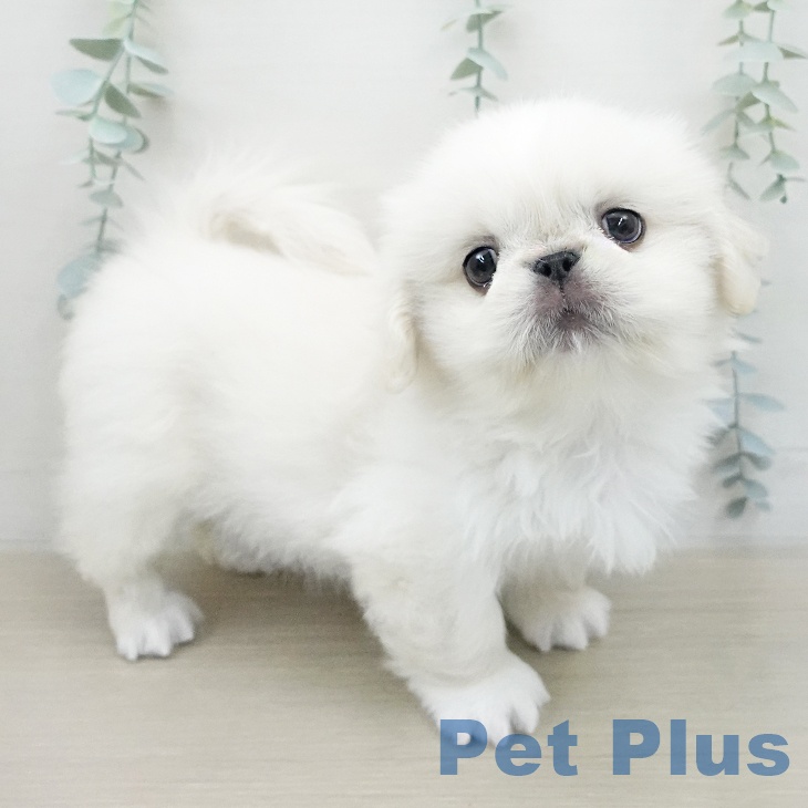 ペキニーズの写真2