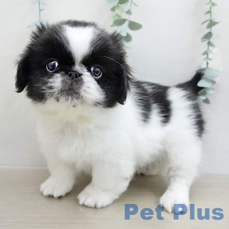 茨城県のペキニーズ (ペットプラス つくば店/2026年1月20日生まれ/男の子/ブラックホワイト)の子犬