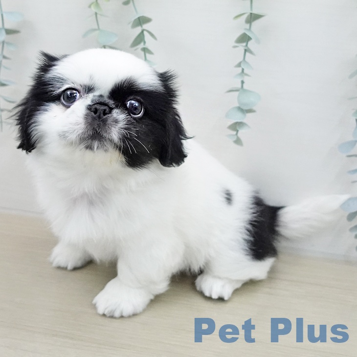 ペキニーズの写真2