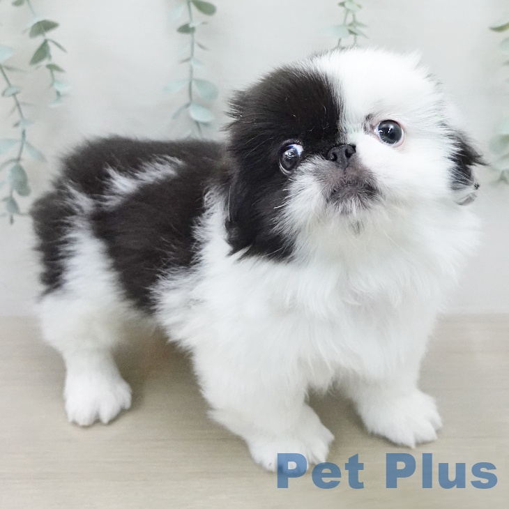 ペキニーズの写真2