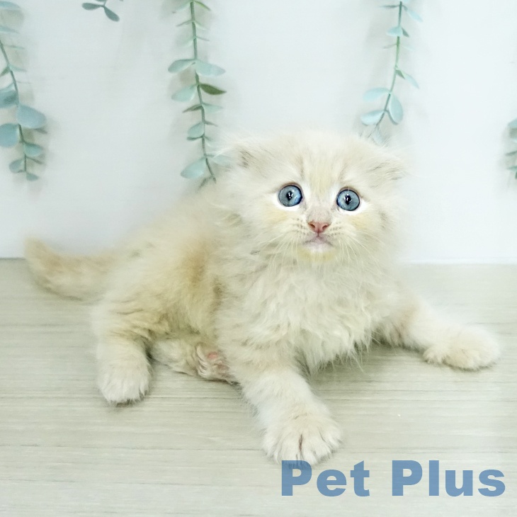 岡山県のスコティッシュフォールド (ペットプラス 岡山店/2026年1月23日生まれ/男の子/クリームタビー)の子猫の2枚目の画像