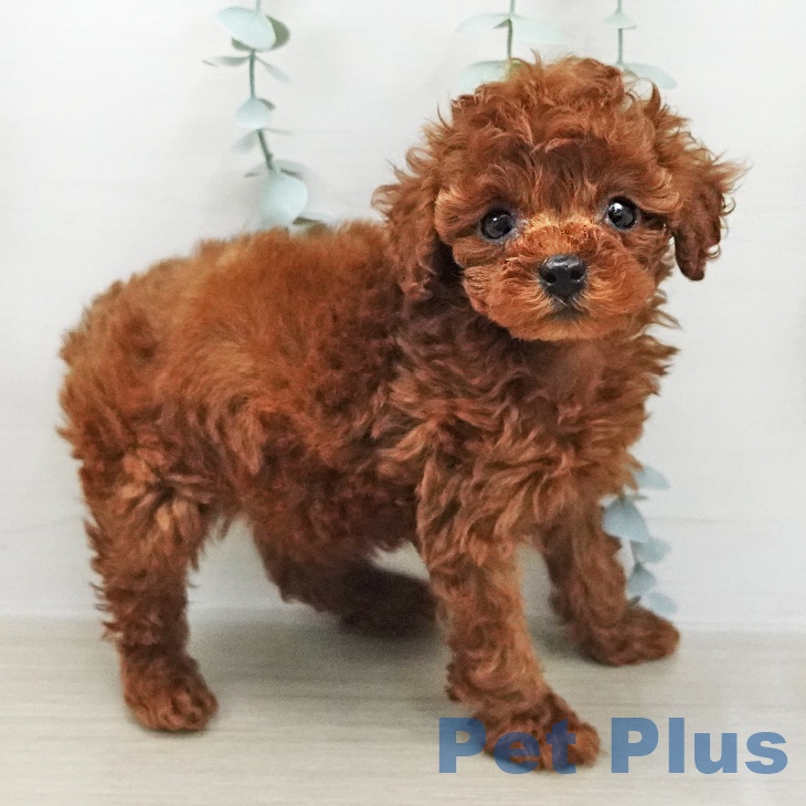 トイ・プードルの写真2