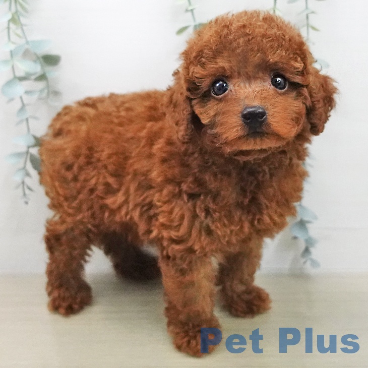 トイ・プードル