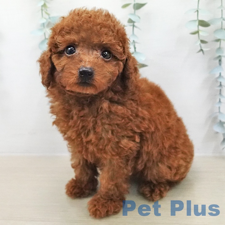 トイ・プードルの写真2