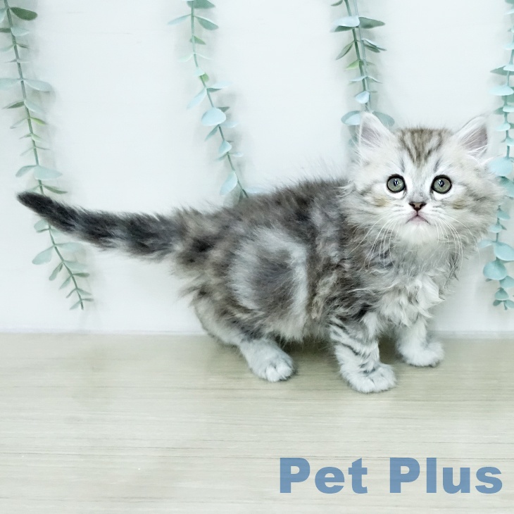 埼玉県のミヌエット (ペッツワン 吉川美南店/2026年1月24日生まれ/男の子/シルバータビー)の子猫