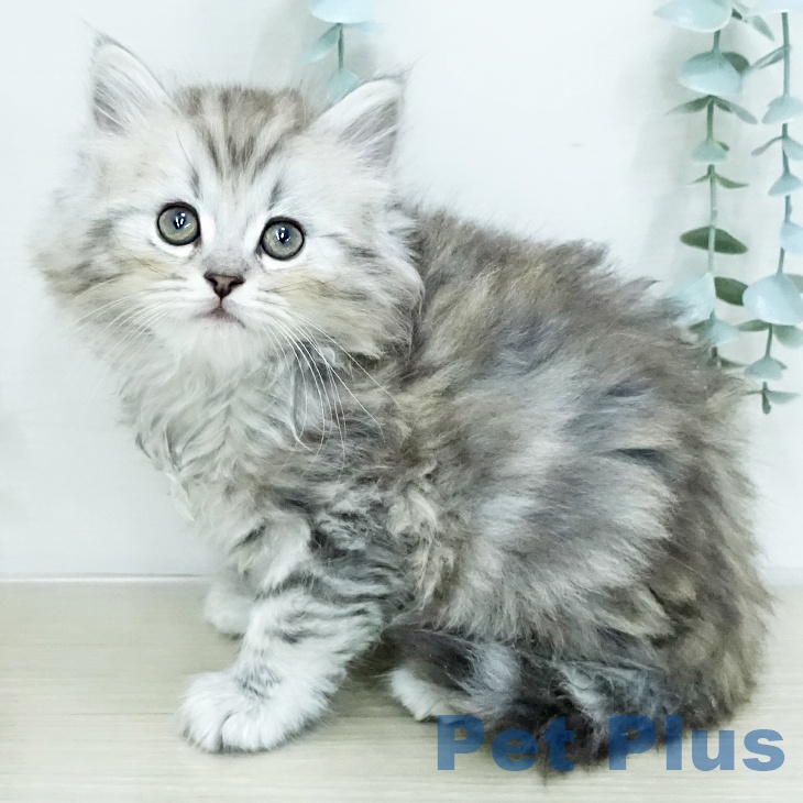 ミヌエットの写真2