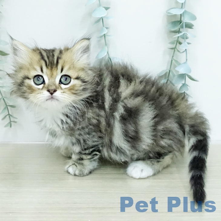 埼玉県のミヌエット (ペットプラス 浦和美園店/2026年1月24日生まれ/男の子/ブラウンタビーホワイト)の子猫の1枚目の画像