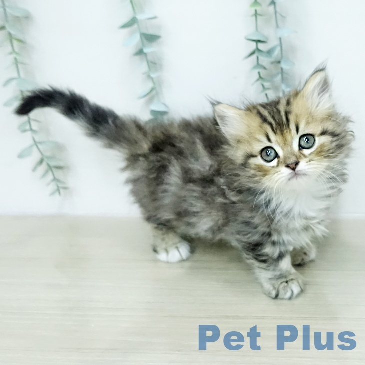 埼玉県のミヌエット (ペットプラス 浦和美園店/2026年1月24日生まれ/男の子/ブラウンタビーホワイト)の子猫の2枚目の画像