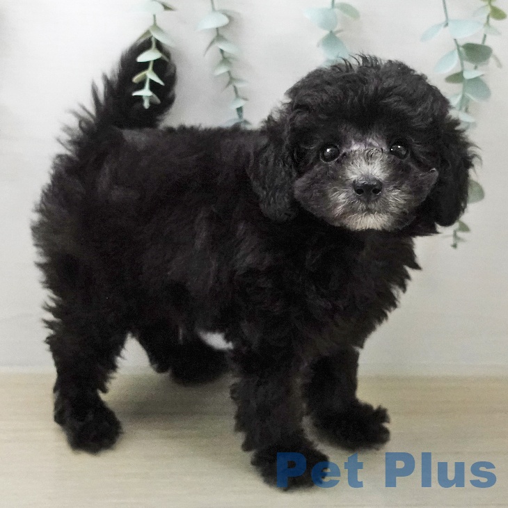 埼玉県のトイプードル(トイ) (ペットプラス 与野店/2026年1月24日生まれ/男の子/シルバー)の子犬