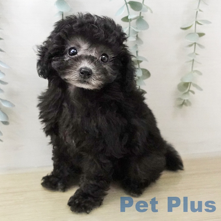 トイ・プードル