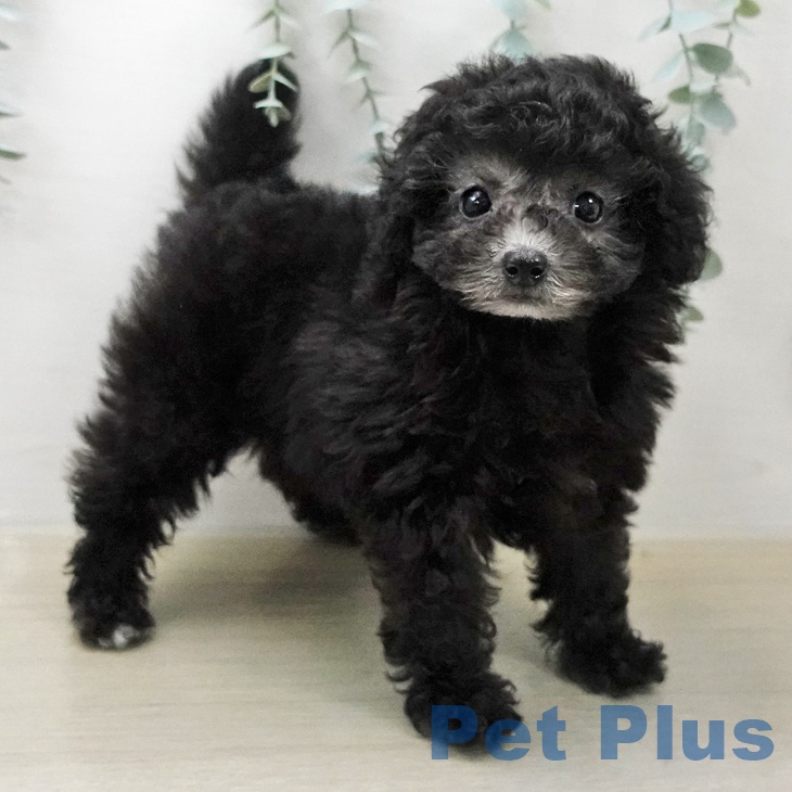 トイ・プードル