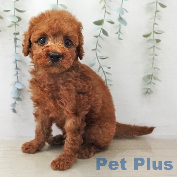 神奈川県のトイプードル(トイ) (ペットプラス テラスモール湘南店/2026年1月24日生まれ/男の子/レッド)の子犬
