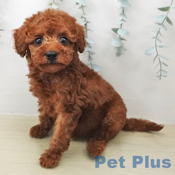 埼玉県のトイプードル(トイ) (ペットプラス コクーンシティ店/2026年1月24日生まれ/女の子/レッド)の子犬
