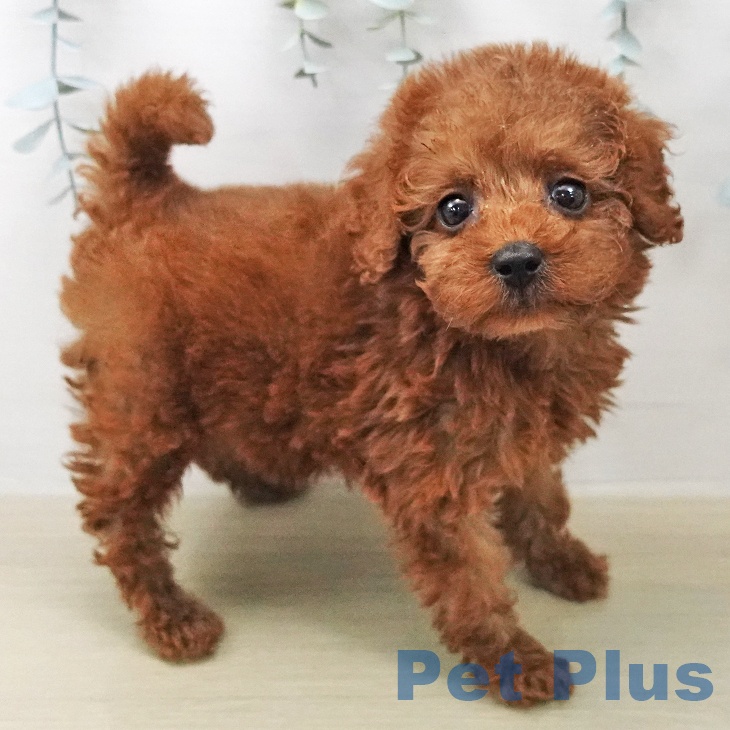 トイ・プードル