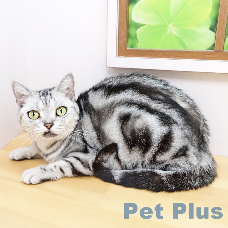 NBCオリジナル アメリカンショートヘア MF アメリカンショートヘアの詳細情報 | PetPlus パートナードッグ&キャット