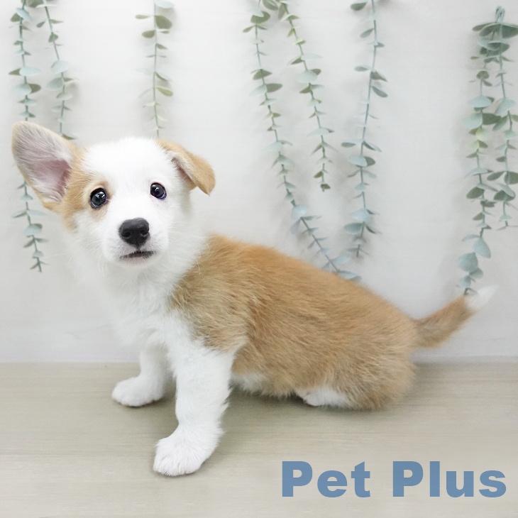 埼玉県のウェルシュコーギーペンブローク (ペットプラス 羽生店/2026年1月28日生まれ/男の子/レッドホワイト)の子犬の1枚目の画像