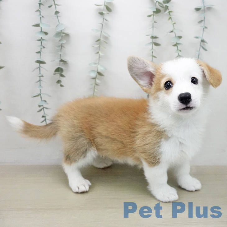 埼玉県のウェルシュコーギーペンブローク (ペットプラス 羽生店/2026年1月28日生まれ/男の子/レッドホワイト)の子犬の2枚目の画像