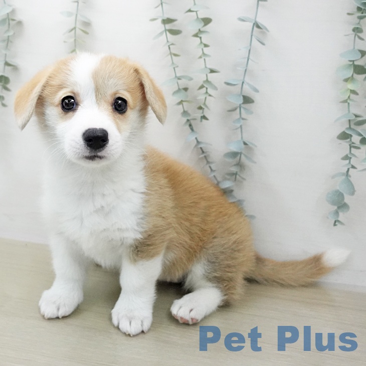 千葉県のウェルシュコーギーペンブローク (ペットプラス 幕張新都心店/2026年1月28日生まれ/女の子/レッドホワイト)の子犬の1枚目の画像