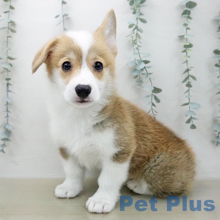 長野県のウェルシュコーギーペンブローク (ペットプラス 須坂店/2026年1月28日生まれ/女の子/レッドホワイト)の子犬の1枚目の画像