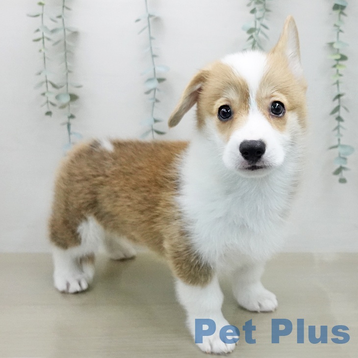 長野県のウェルシュコーギーペンブローク (ペットプラス 須坂店/2026年1月28日生まれ/女の子/レッドホワイト)の子犬の2枚目の画像