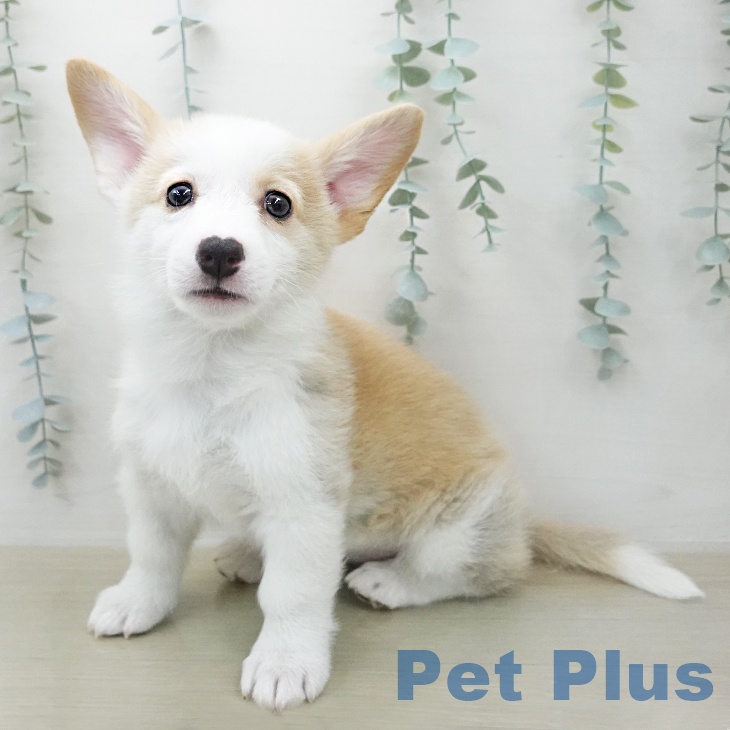 埼玉県のウェルシュコーギーペンブローク (ペットプラス 上尾店/2026年1月28日生まれ/女の子/レッドホワイト)の子犬の1枚目の画像