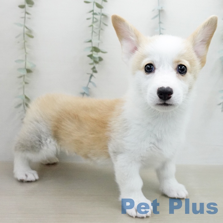 埼玉県のウェルシュコーギーペンブローク (ペットプラス 上尾店/2026年1月28日生まれ/女の子/レッドホワイト)の子犬の2枚目の画像