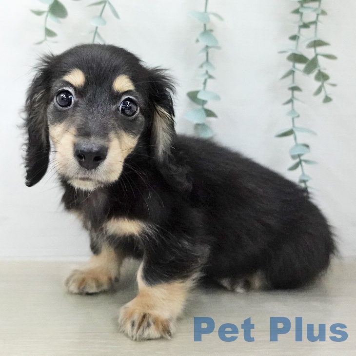 千葉県のミニチュアダックスフンド(ロング) (ペッツワン 千葉ニュータウン店/2026年1月29日生まれ/男の子/ブラックイエロー)の子犬の1枚目の画像