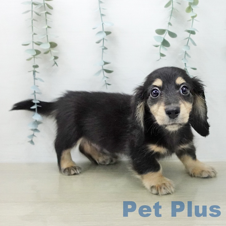 千葉県のミニチュアダックスフンド(ロング) (ペッツワン 千葉ニュータウン店/2026年1月29日生まれ/男の子/ブラックイエロー)の子犬の2枚目の画像