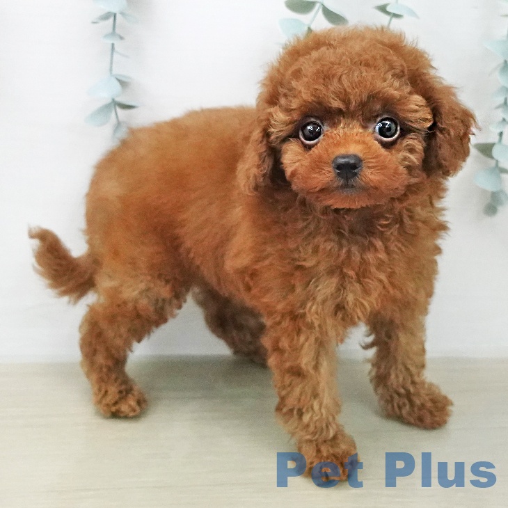 神奈川県のトイプードル(トイ) (ペットプラス 湘南平塚店/2026年1月26日生まれ/男の子/レッド)の子犬の1枚目の画像