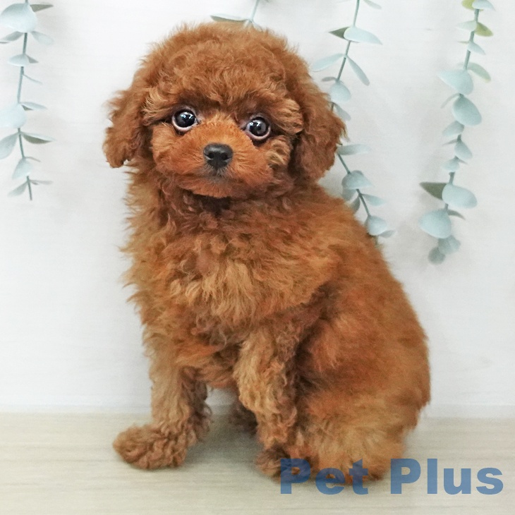 神奈川県のトイプードル(トイ) (ペットプラス 湘南平塚店/2026年1月26日生まれ/男の子/レッド)の子犬の2枚目の画像