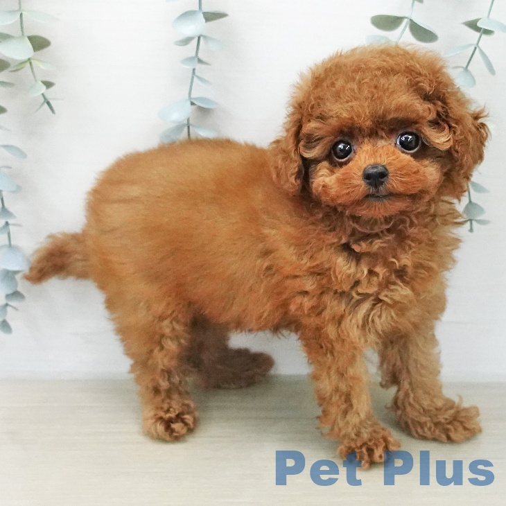 山梨県のトイプードル(トイ) (ペットプラス 甲府国母店/2026年1月26日生まれ/男の子/レッド)の子犬の1枚目の画像